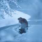 Ice beaver