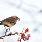 fieldfare